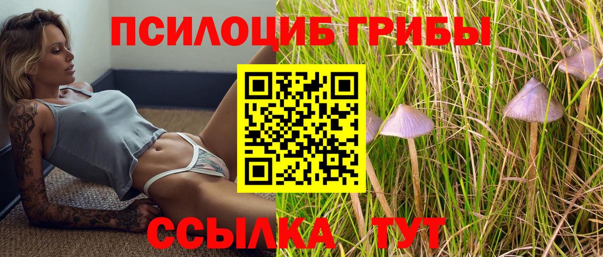 Псилоцибиновые грибы прущие грибы  Вход с VPN  Шатура 